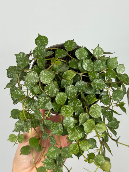 Hoya Curtisii
