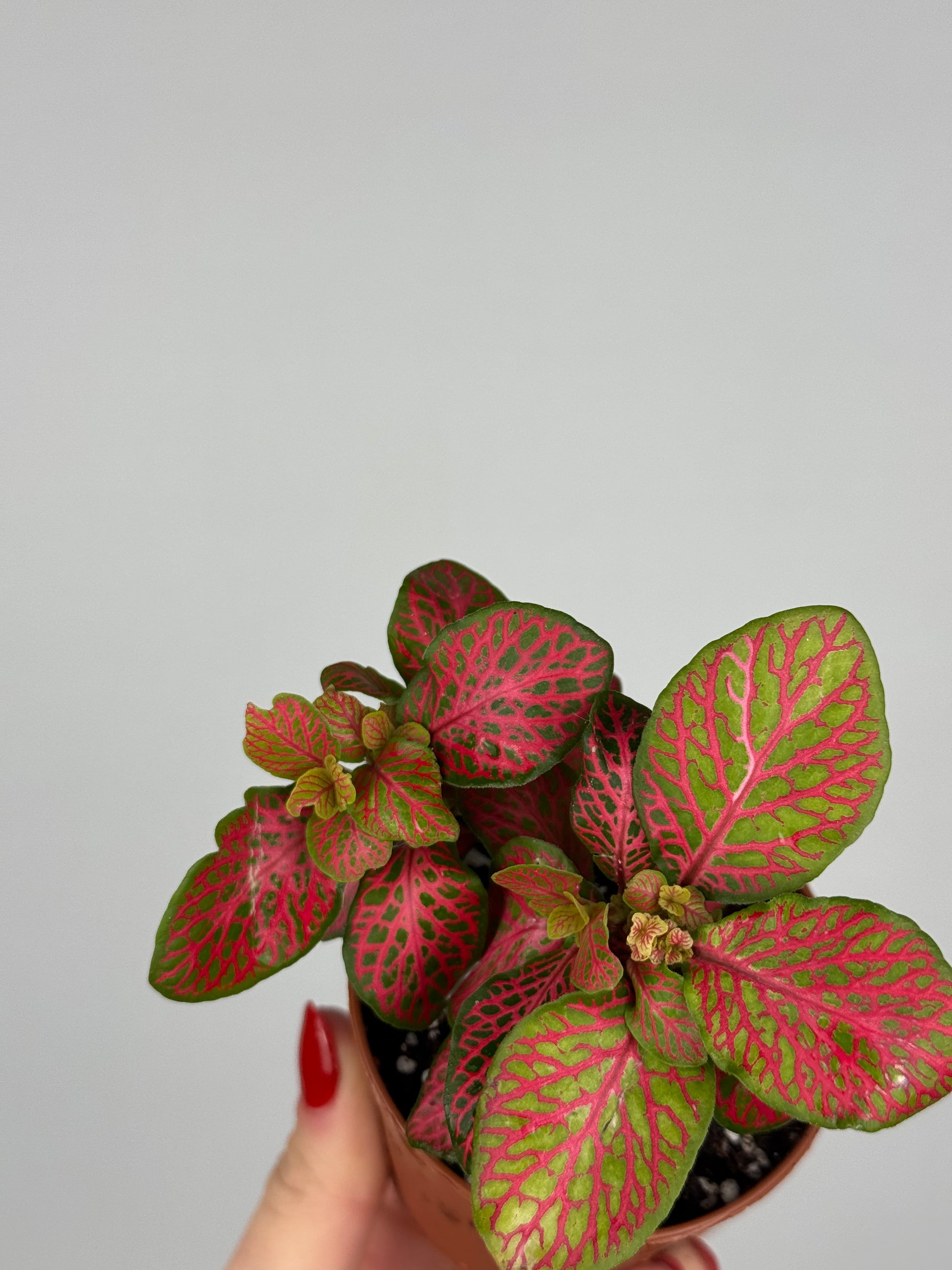 Fittonia “Skeleton”