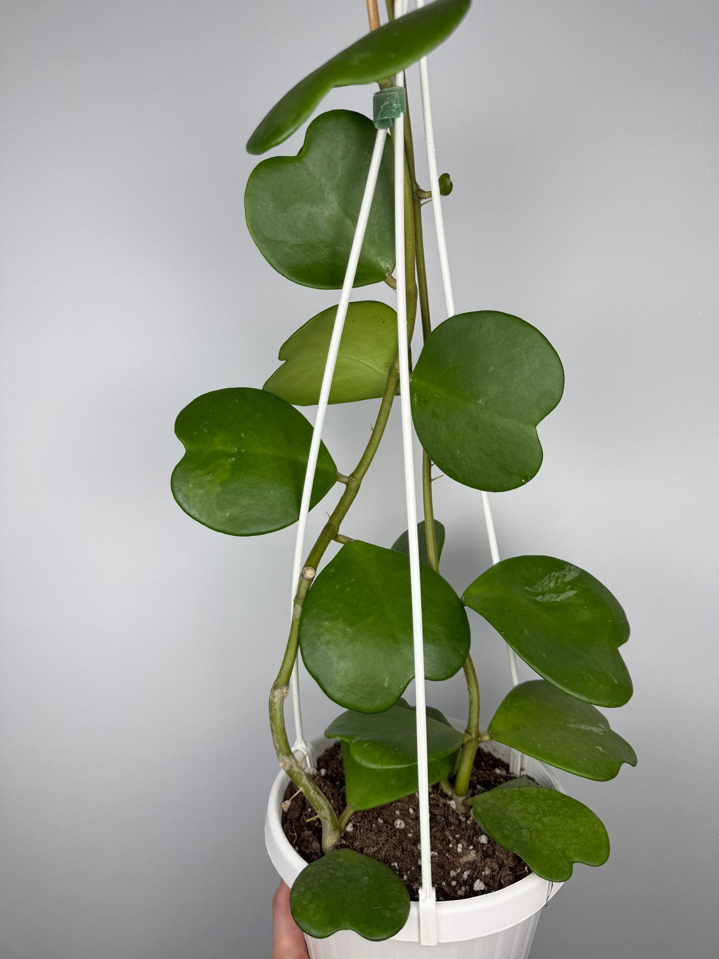 Hoya Kerrii