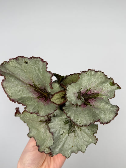 Begonia rex Hybrid
