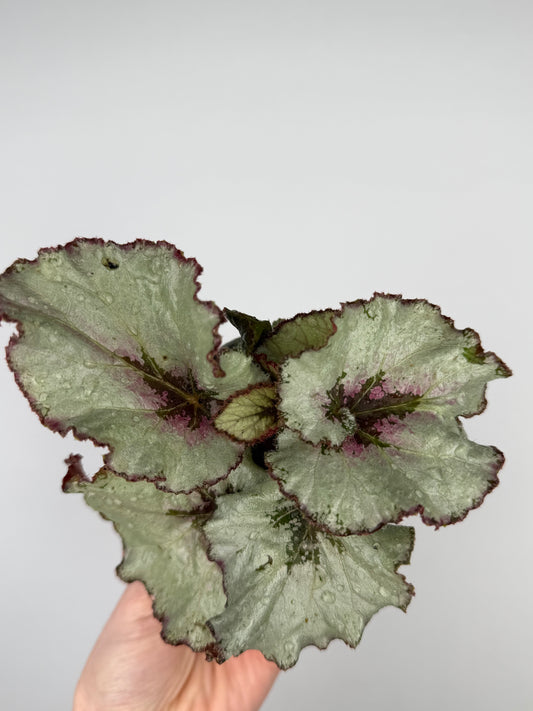 Begonia rex Hybrid