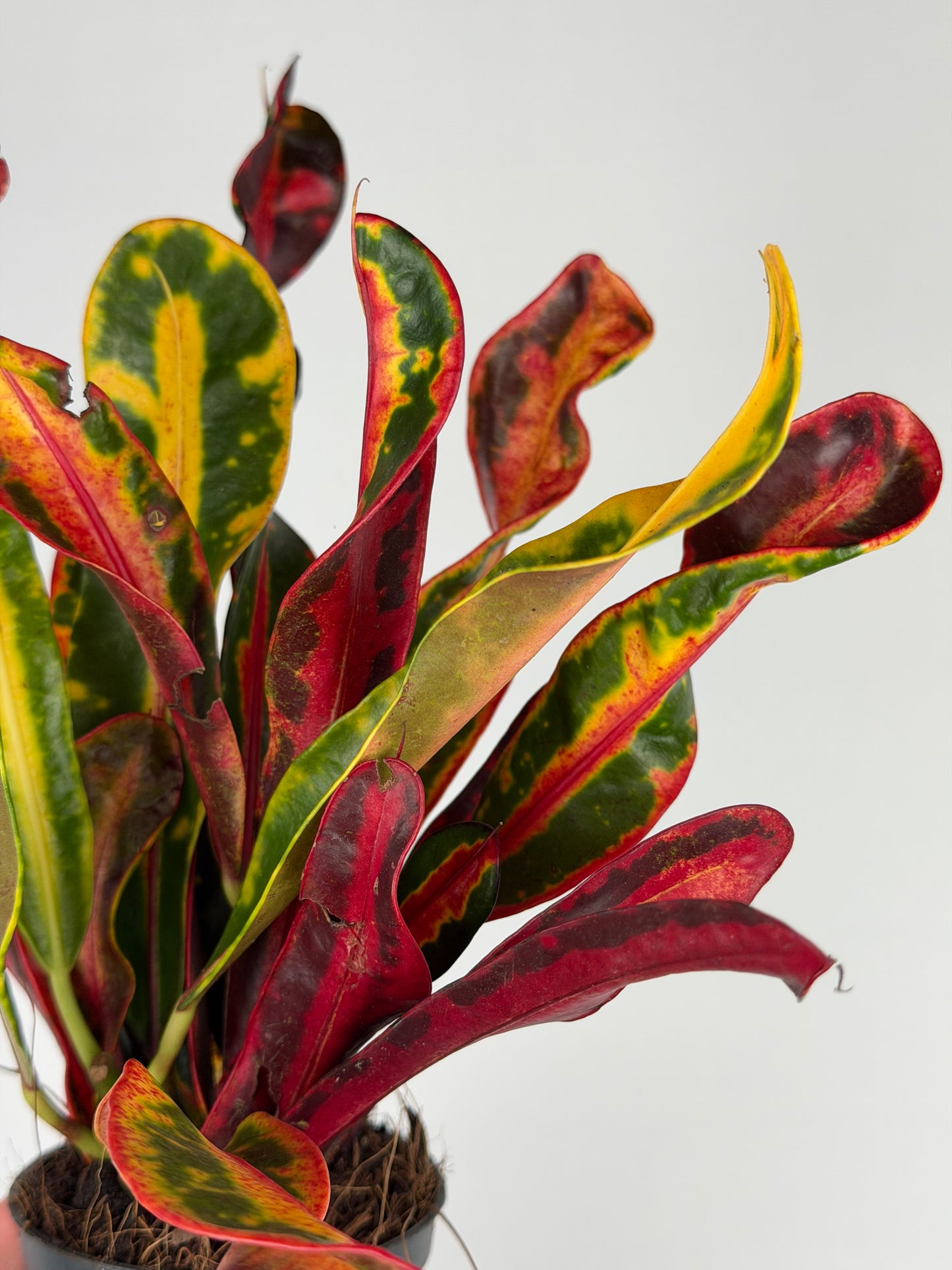 Codiaeum variegatum 'Bush on fire' Codiaeum Tropical Corner