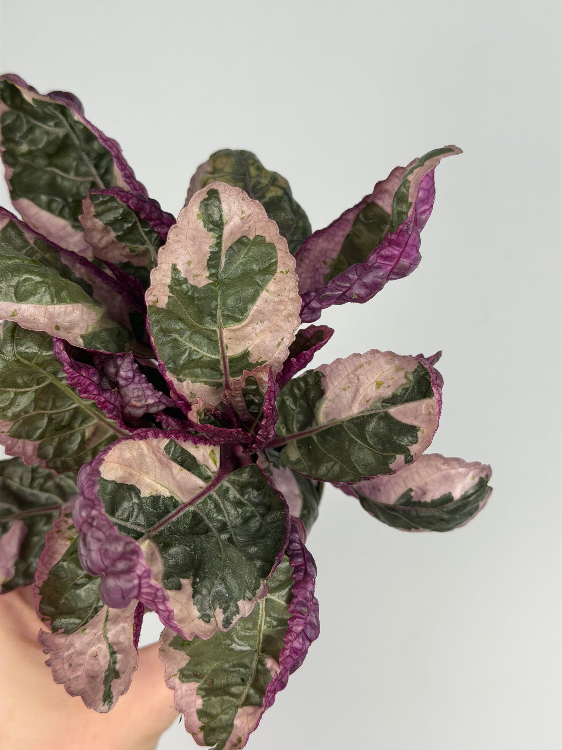 Hemigraphis alternata 'Snow White' Hemigraphis Tropical Corner