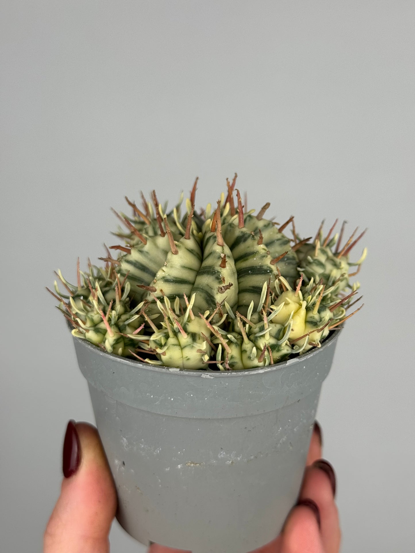 Euphorbia meloformis variegata