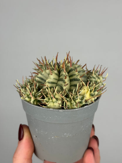 Euphorbia meloformis variegata