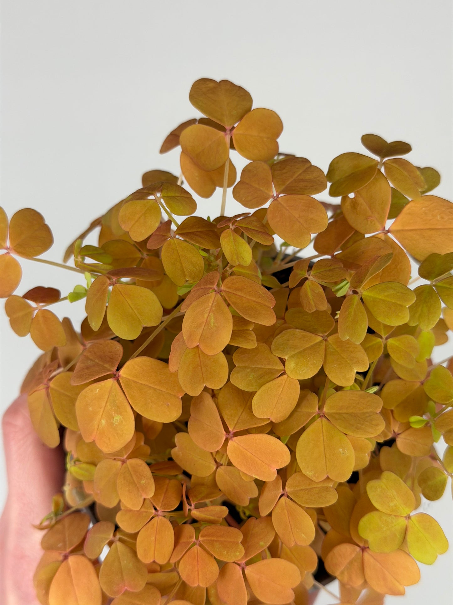 Oxalis Vulcanicola 'Sunset Velvet' Oxalis Tropical Corner