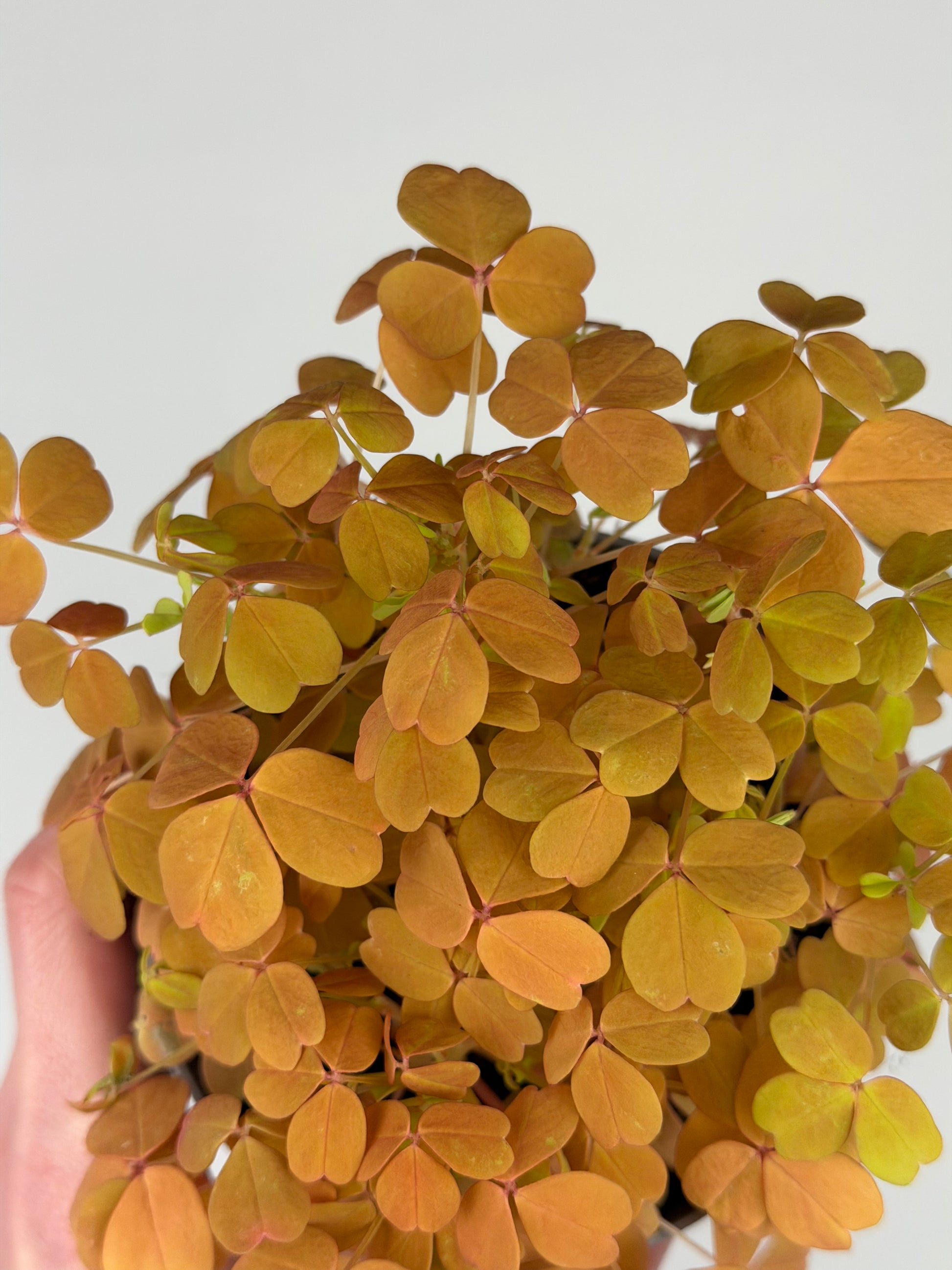 Oxalis Vulcanicola 'Sunset Velvet' Oxalis Tropical Corner