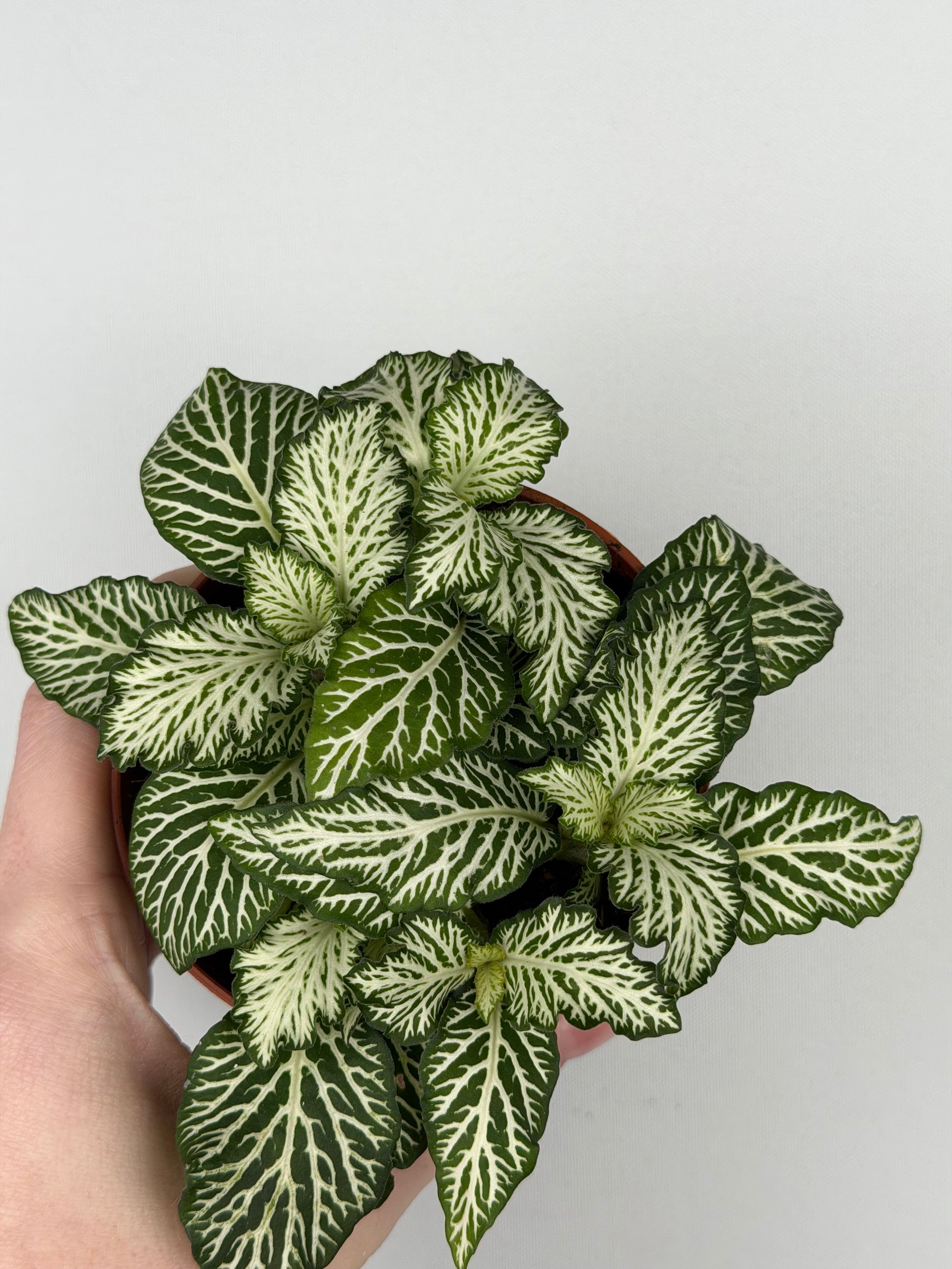 Fittonia 'Snow Anne'