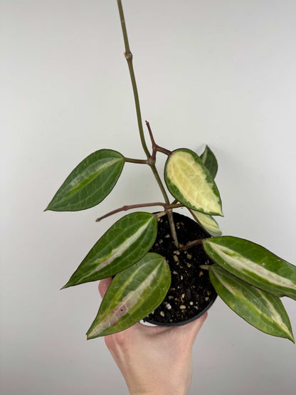 Hoya Latifolia “Pot of Gold”