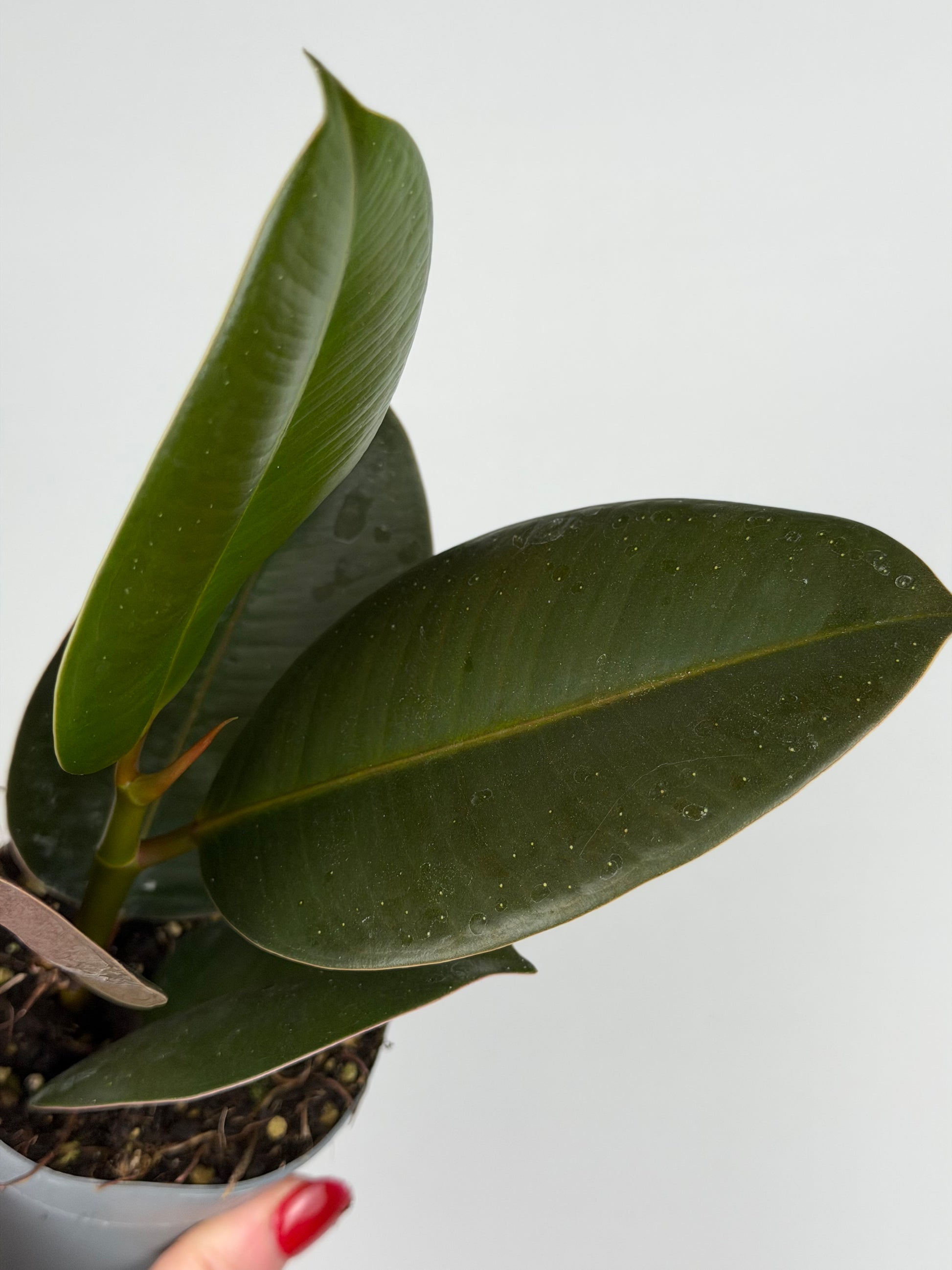 Ficus Elastica 'Robusta'