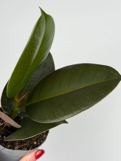 Ficus Elastica 'Robusta'