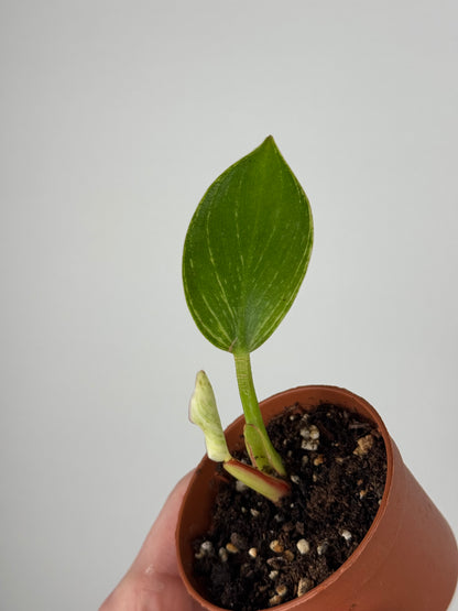 Philodendron Birkin | Tommy