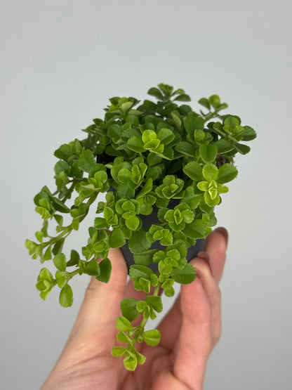 Pilea Depressa 'Sao Paulo'