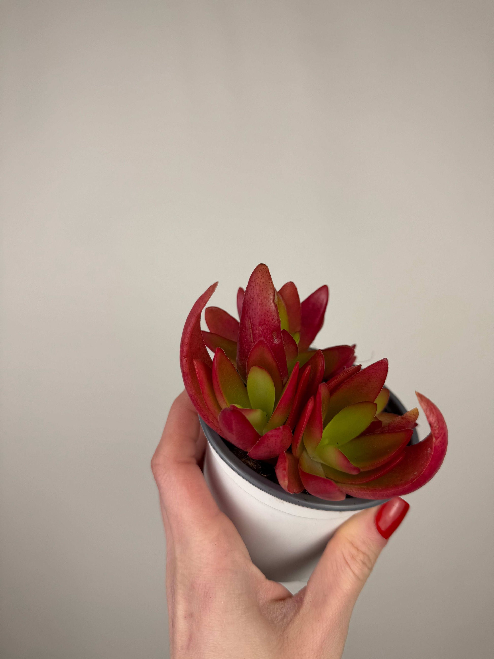 Crassula Capitella “Campfire”