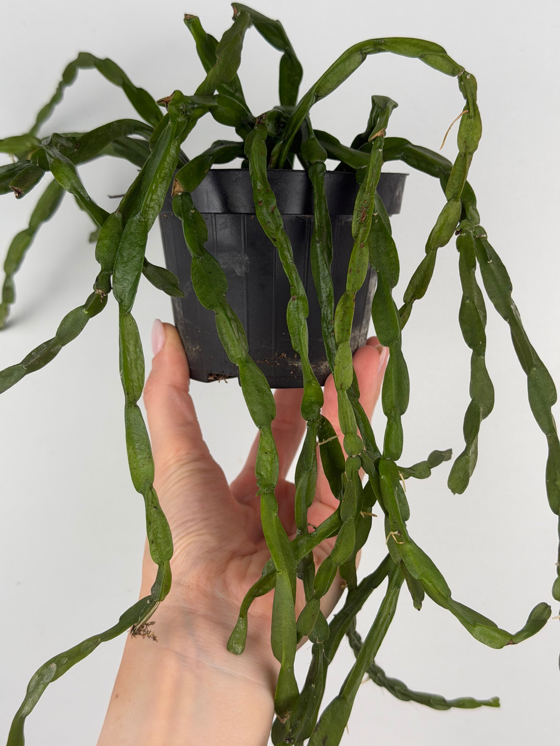 Rhipsalis Paradoxa Tropical Corner