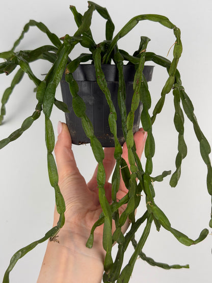 Rhipsalis Paradoxa Tropical Corner
