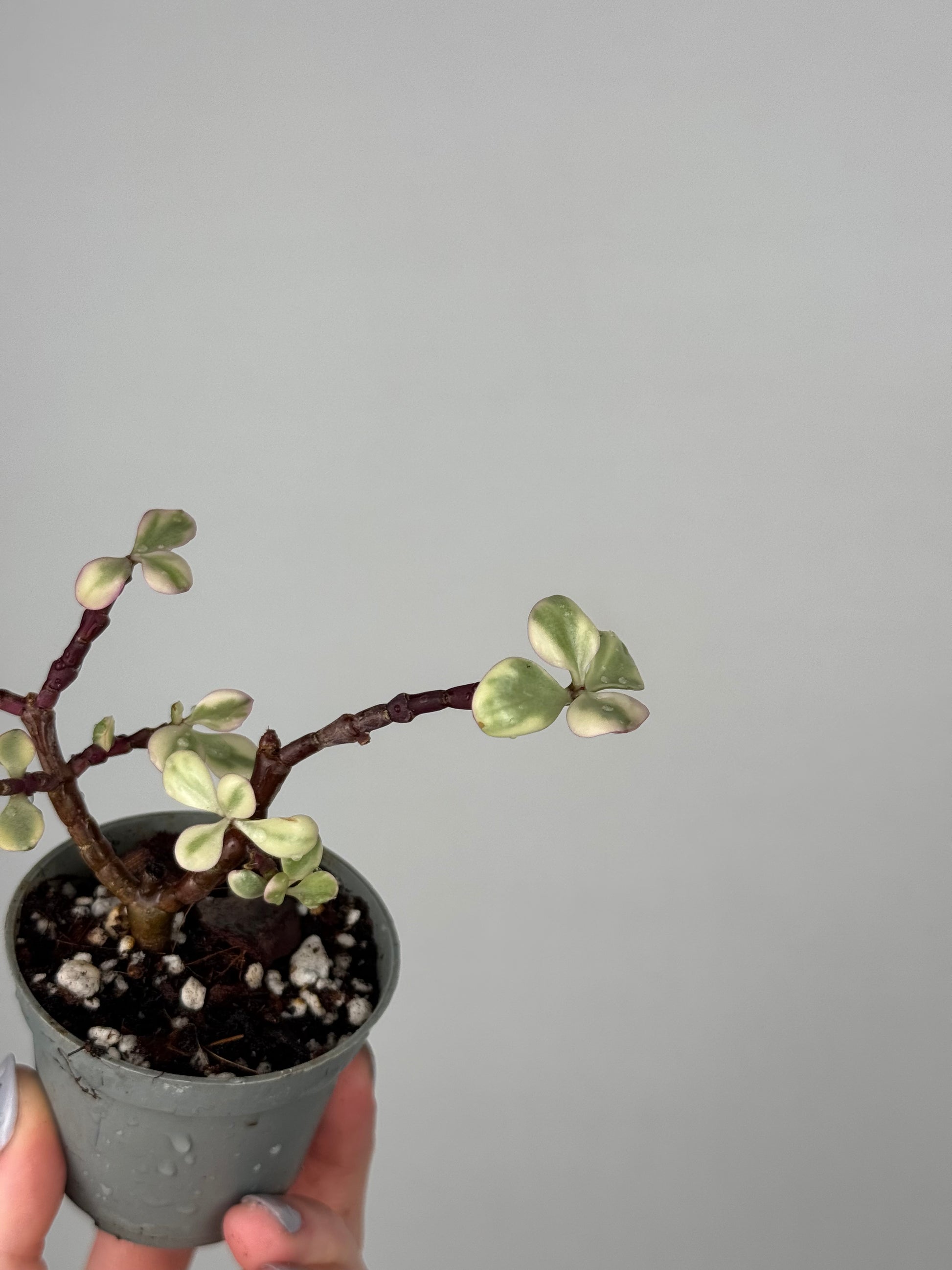 Portulacaria Afra “Variegata” | Lola