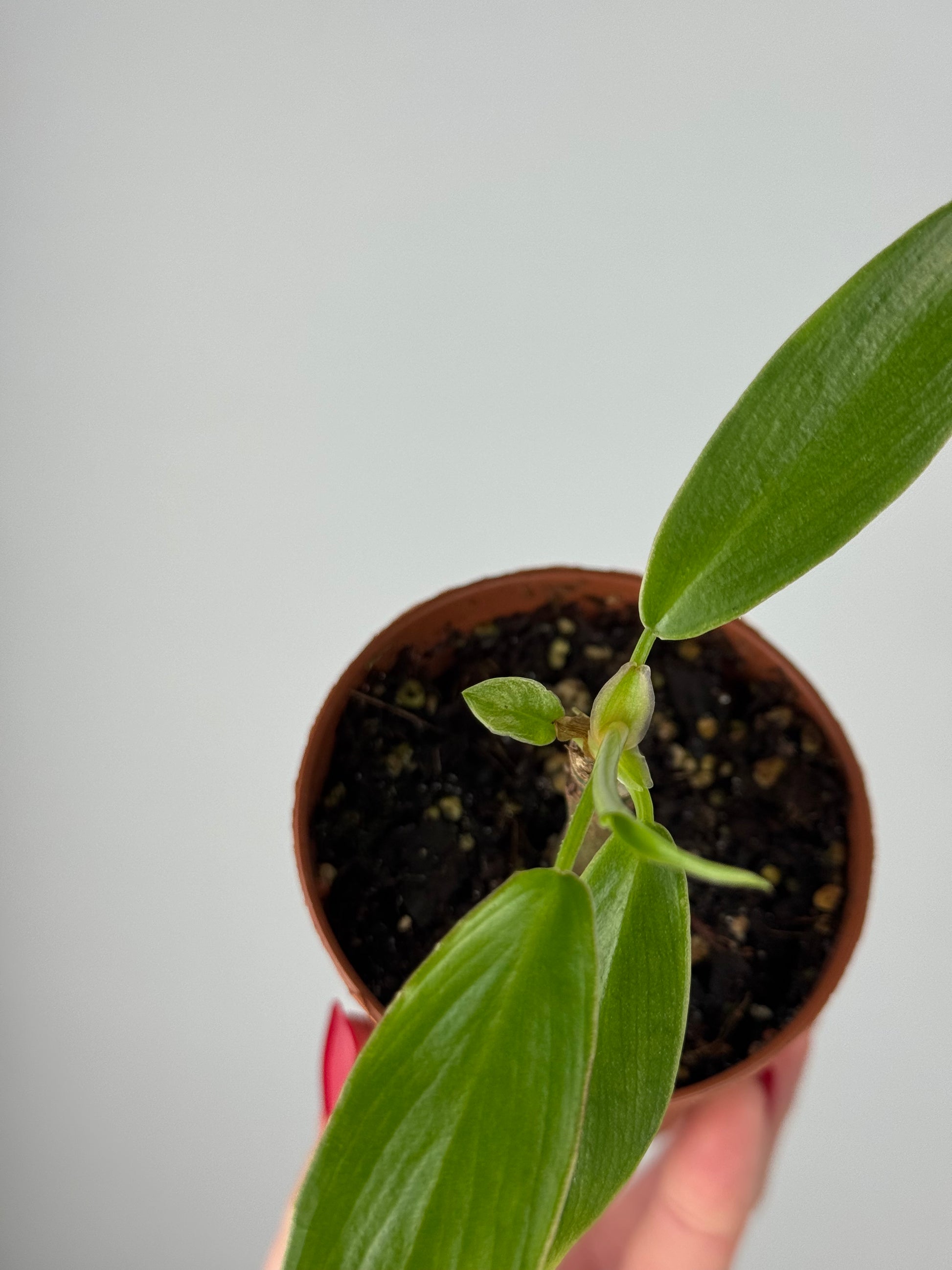 Philodendron Birkin | Gian