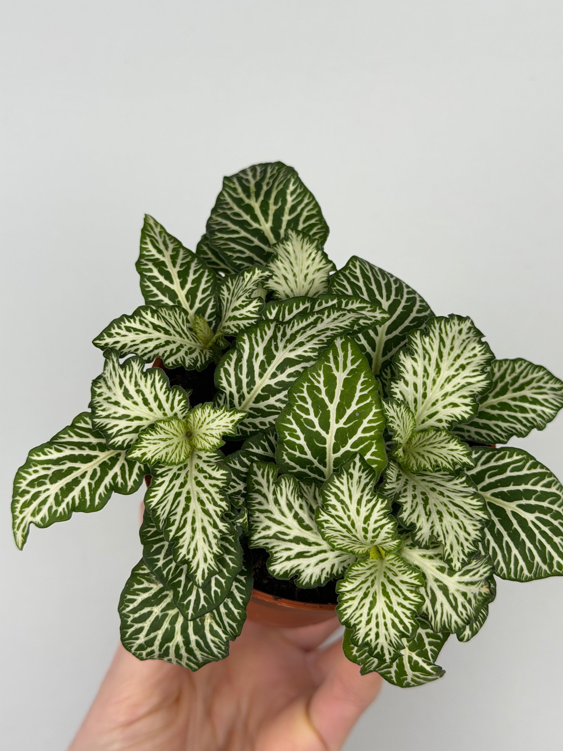 Fittonia 'Snow Anne'