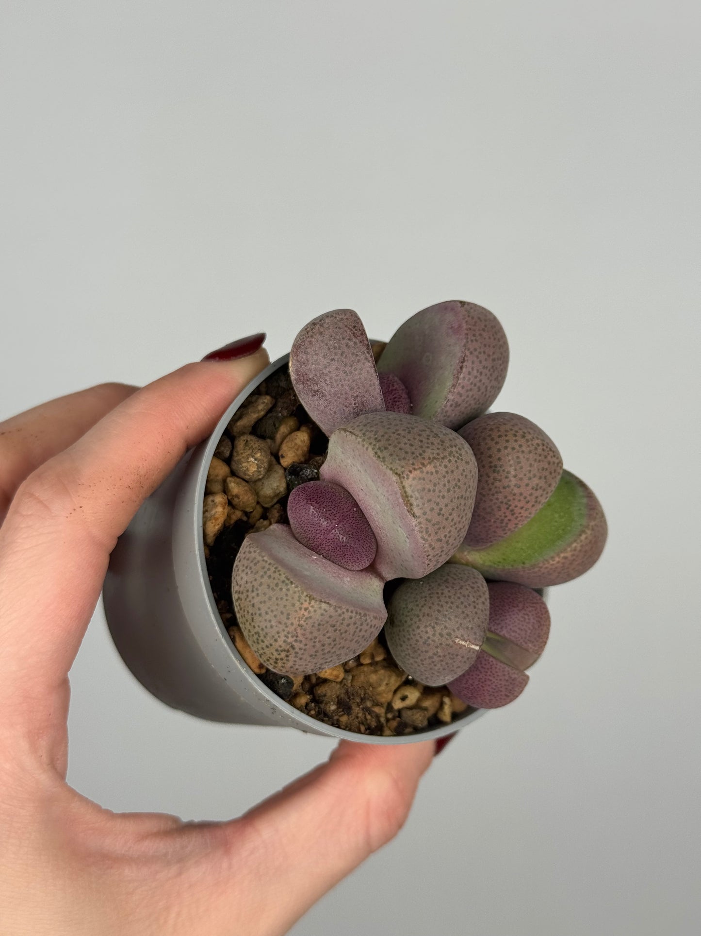 Pleiospilos nelii 'Royal Flush’