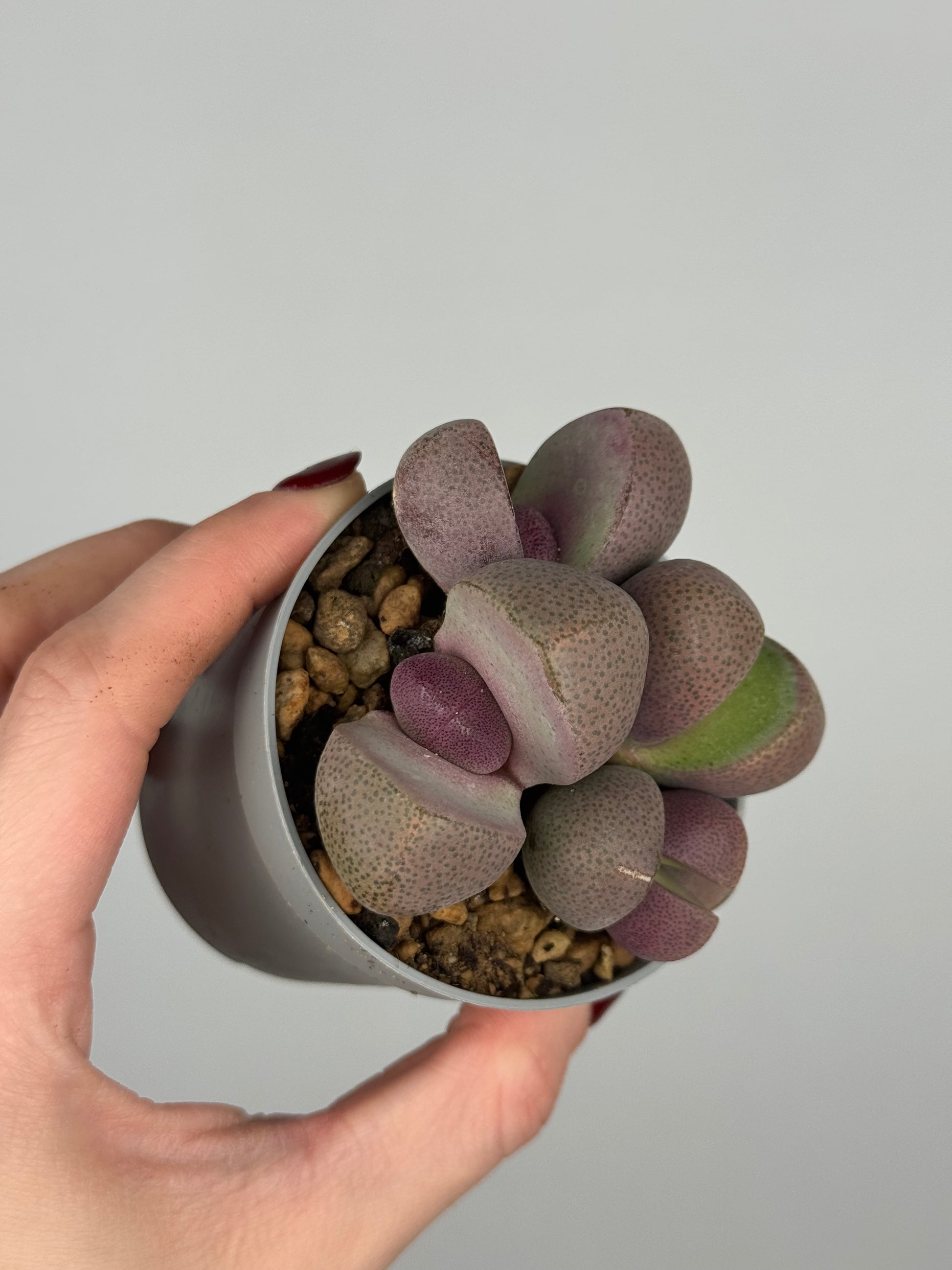 Pleiospilos nelii 'Royal Flush’