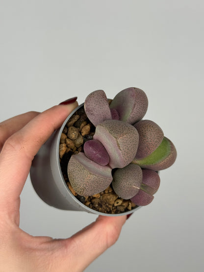 Pleiospilos nelii 'Royal Flush’