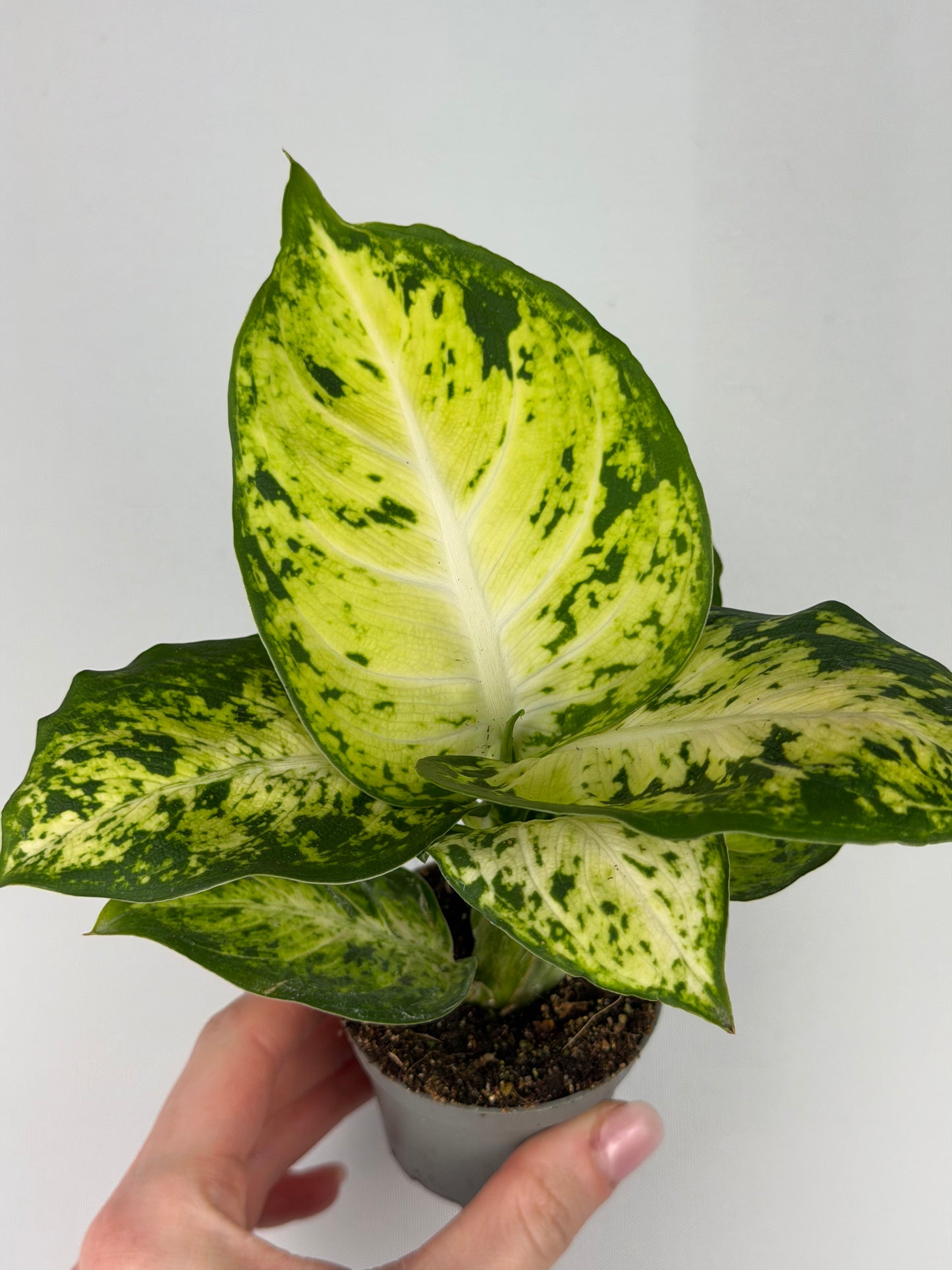Dieffenbachia 'Amy' Maculata Dieffenbachia Tropical Corner