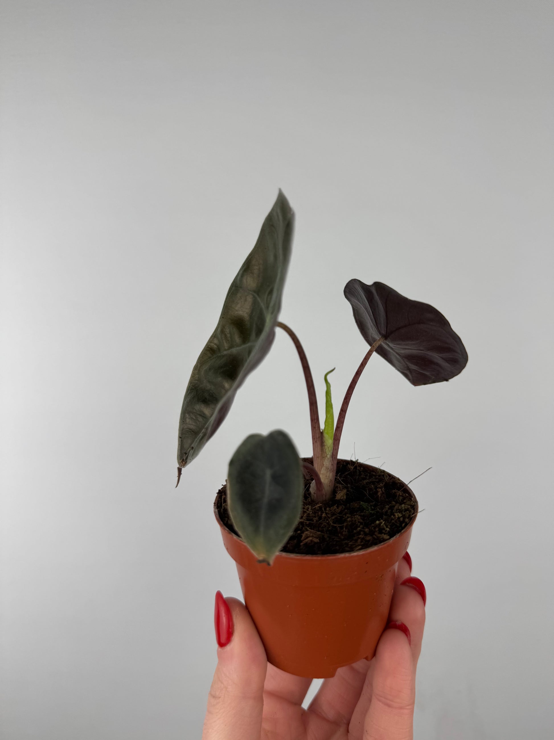 Alocasia Suhirmaniana “Red Petiole”