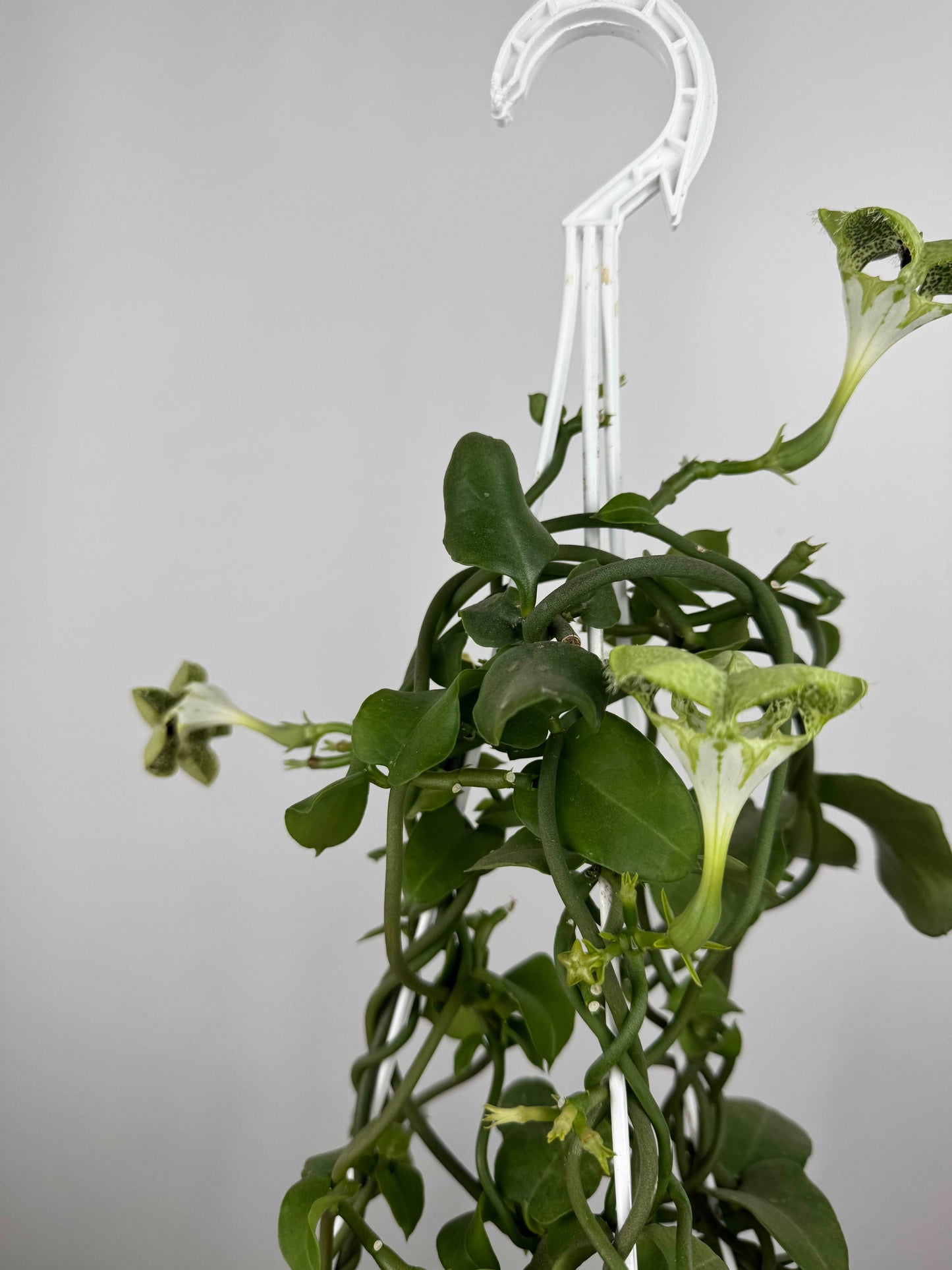 Ceropegia Sandersonii