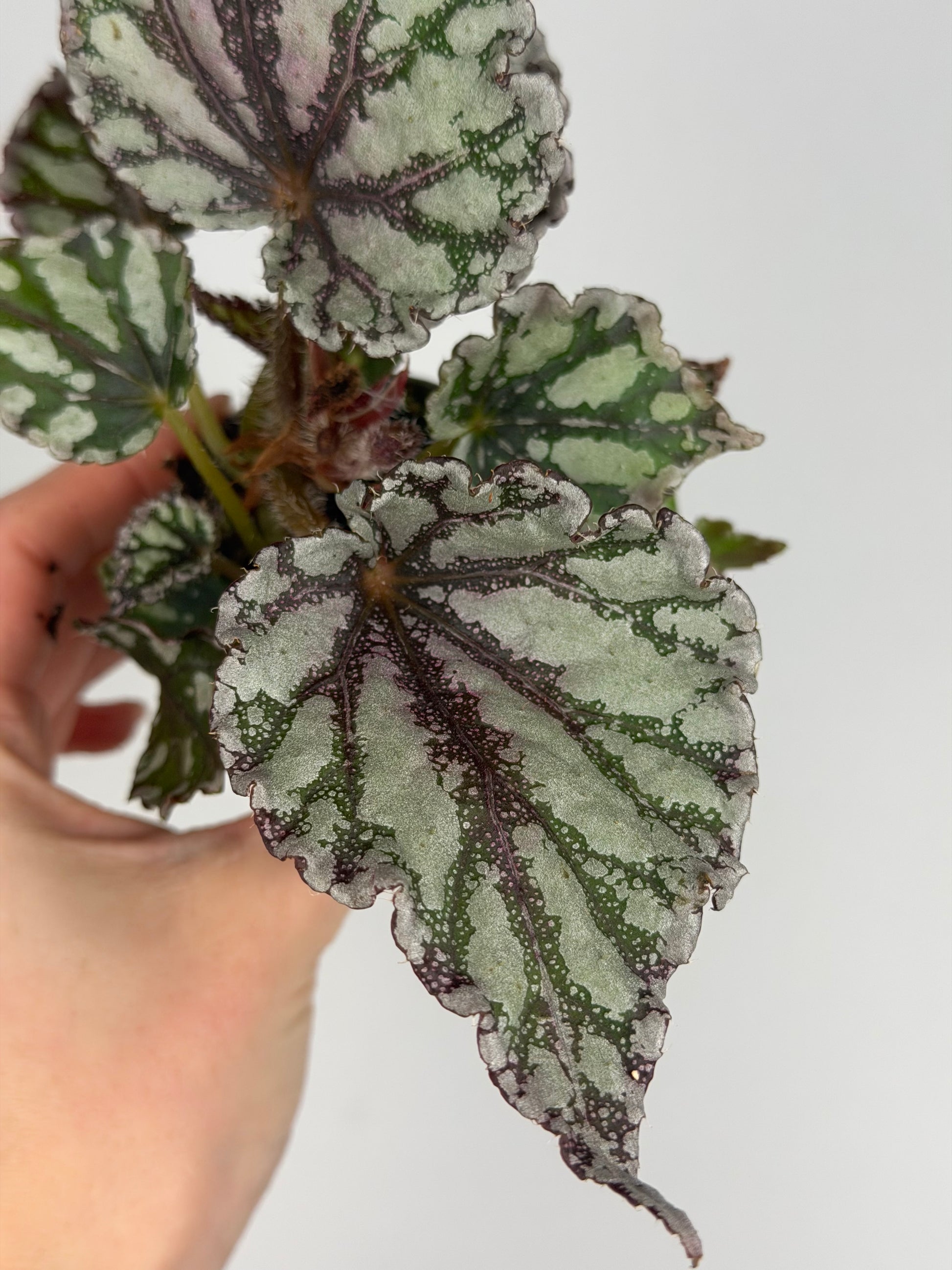 Begonia 'Dew Drop' Begonia Tropical Corner