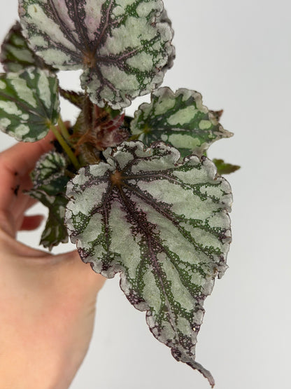 Begonia 'Dew Drop' Begonia Tropical Corner