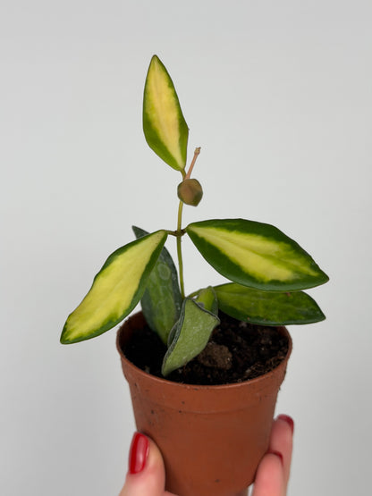 Hoya Burtoniae variegata