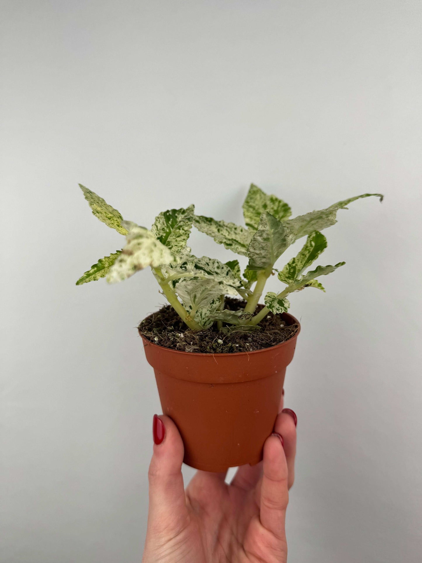 Pellionia Repens “Variegata”