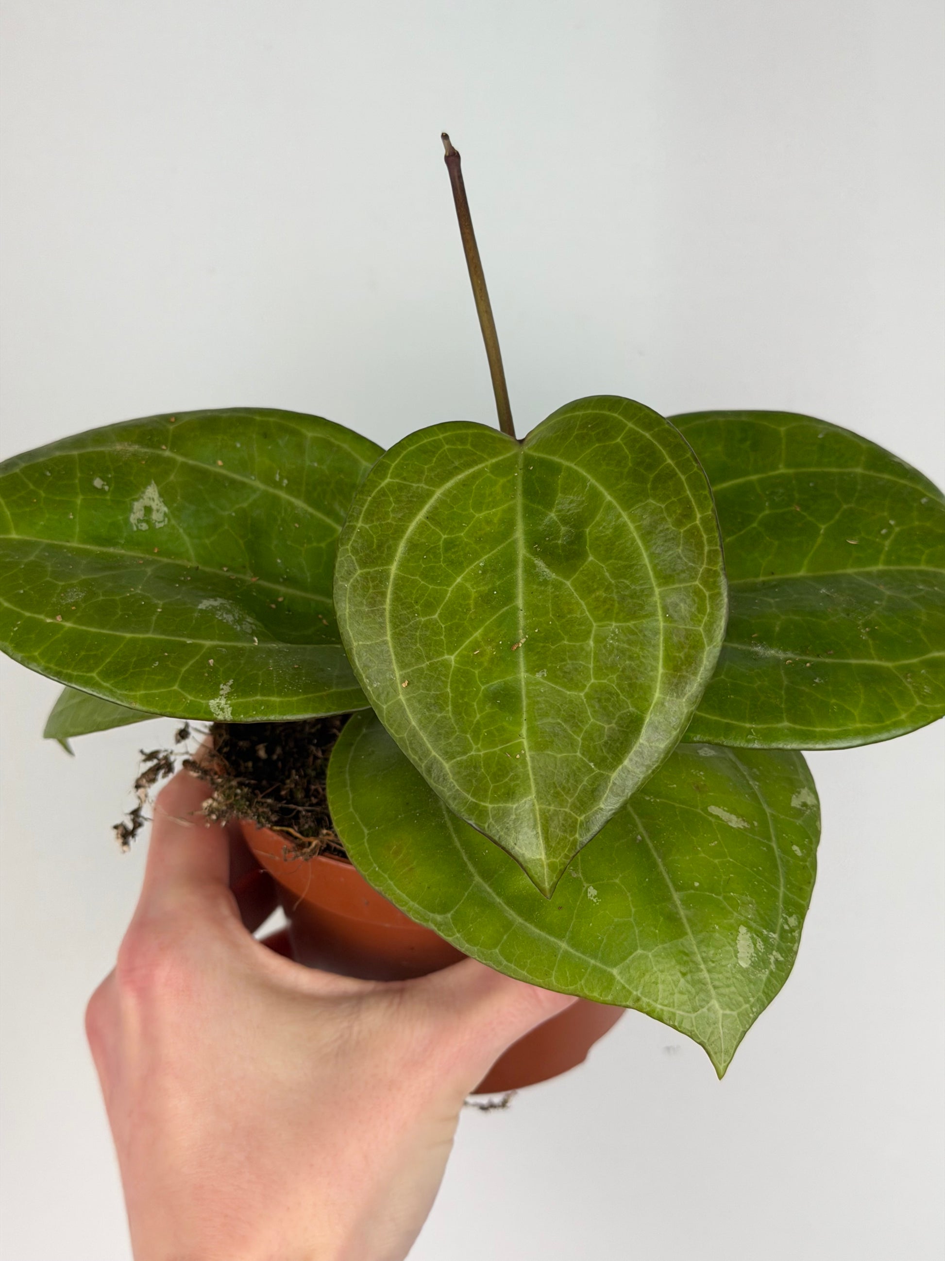 Hoya Sarawak Cream Hoya Tropical Corner