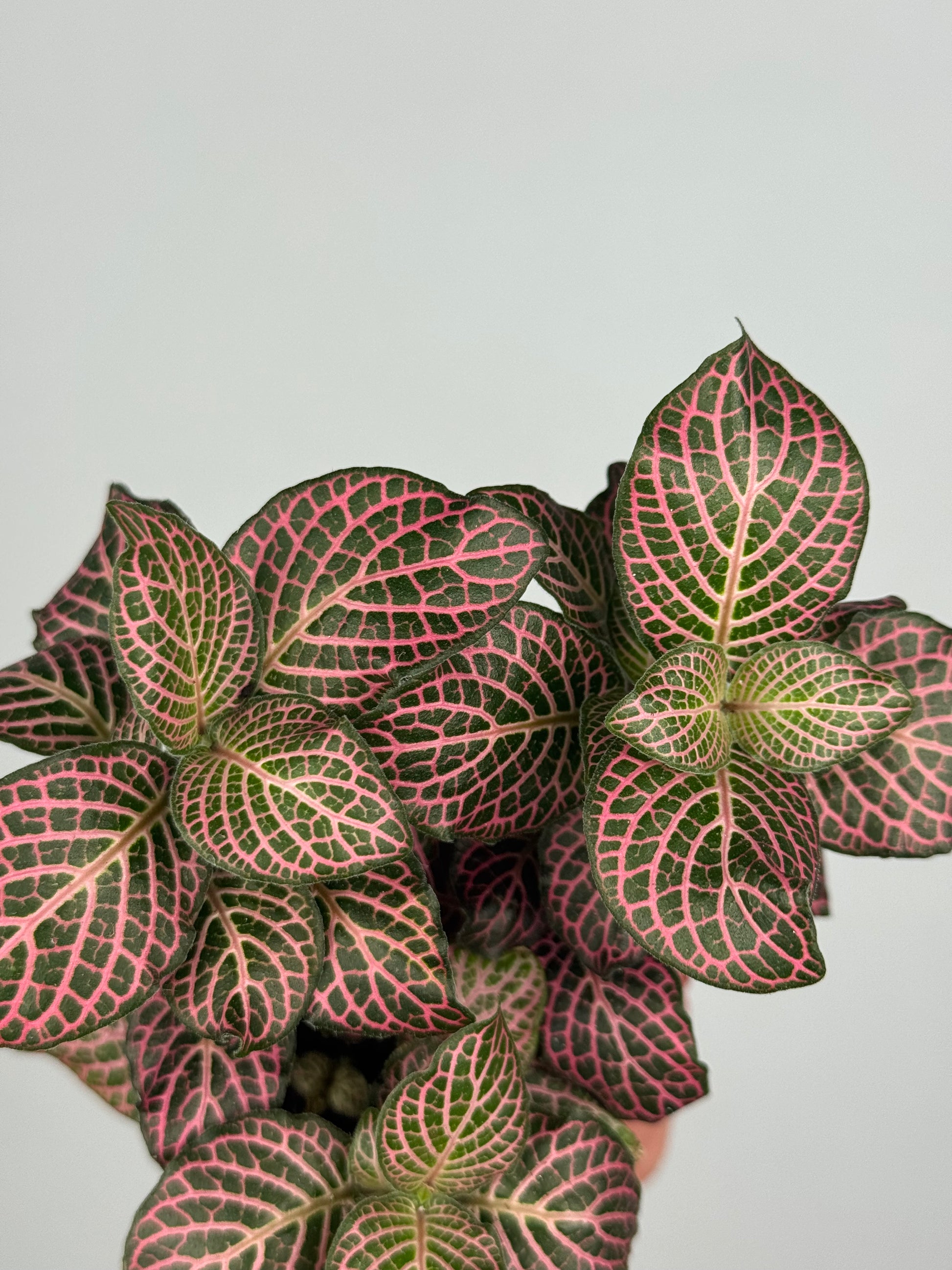 Fittonia Pink