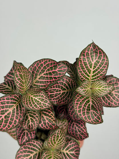 Fittonia Pink