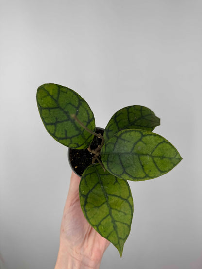 Hoya Callistophylla