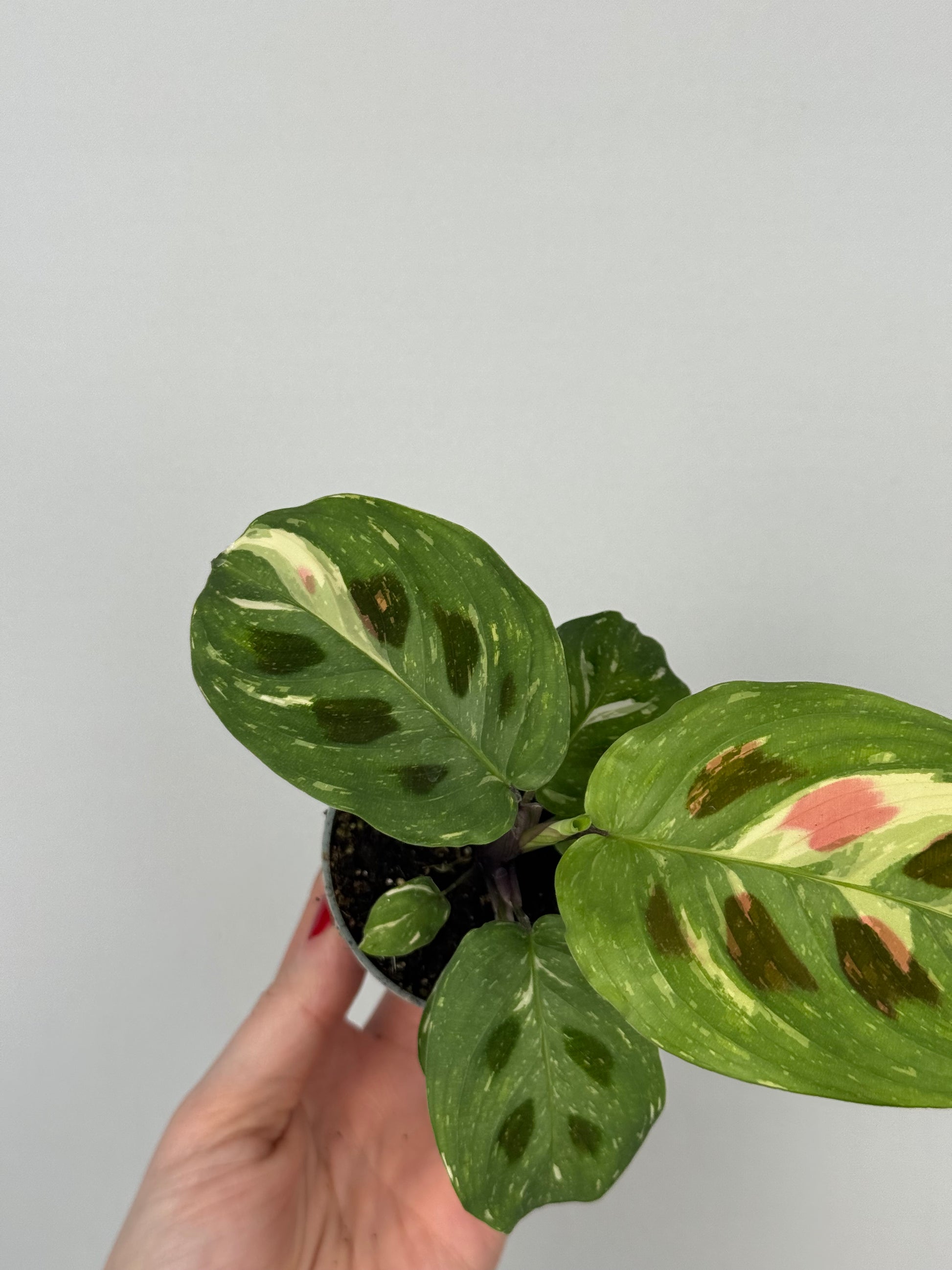 Maranta Leuconeura “Kerchoveana” variegata