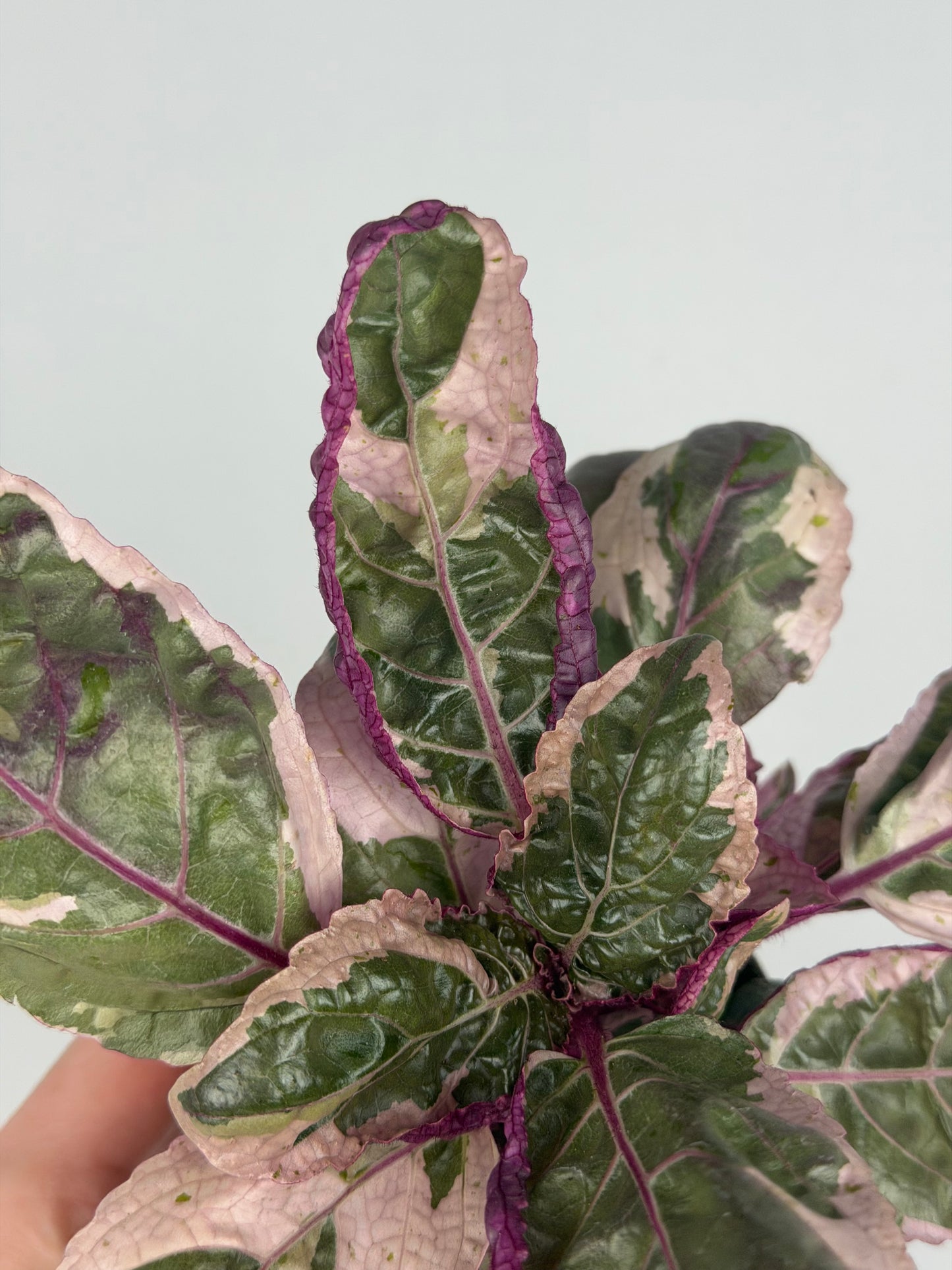 Hemigraphis alternata 'Snow White' Hemigraphis Tropical Corner