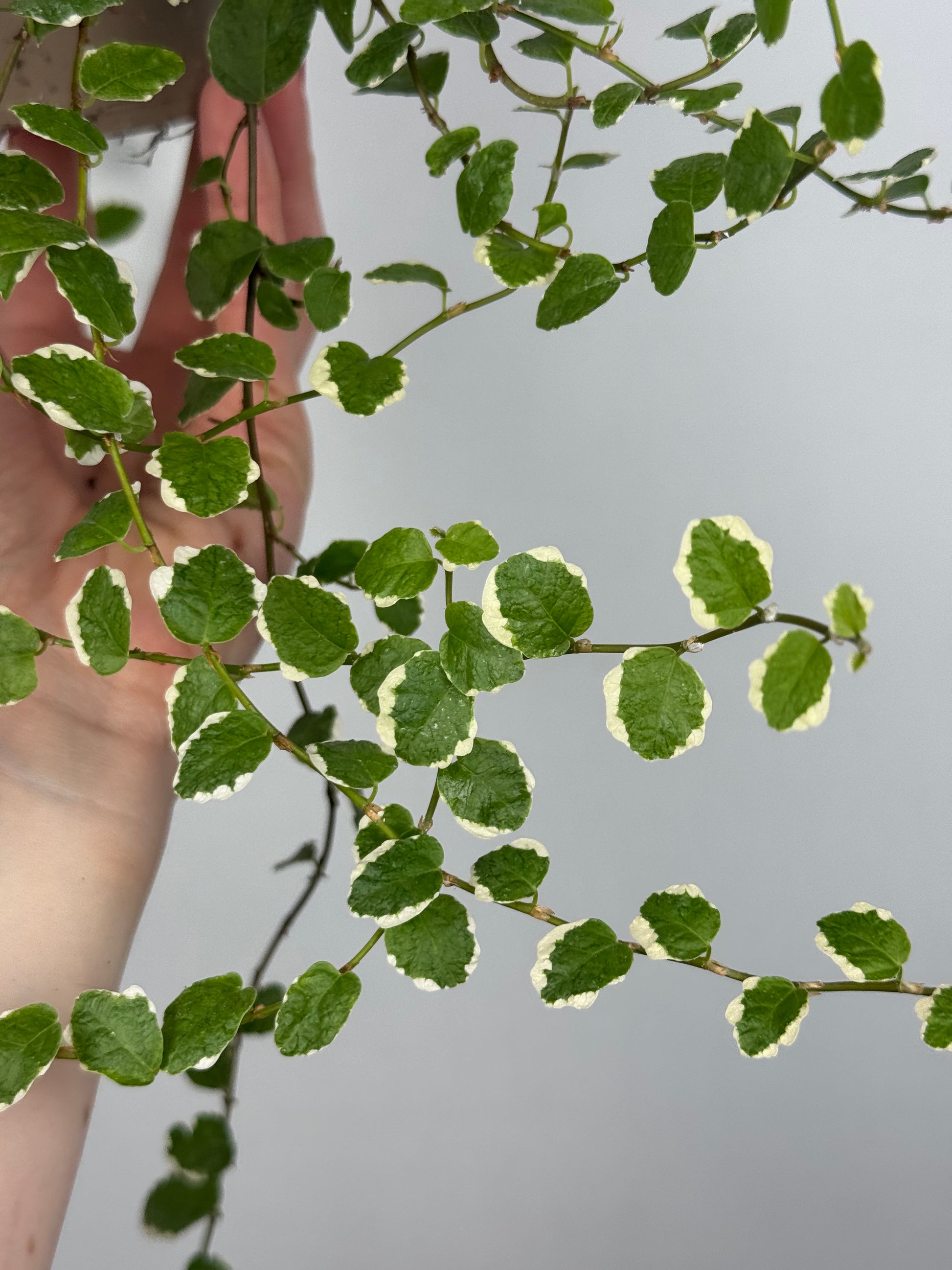 Ficus Pumila “White Sunny”