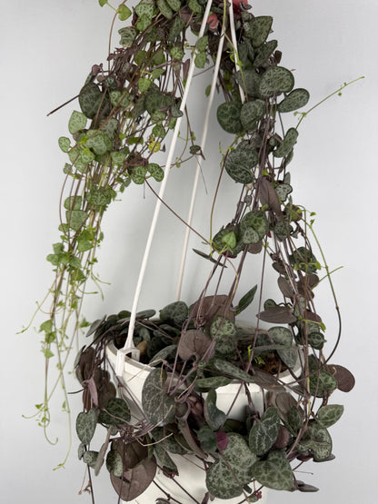 Ceropegia woodii 'String of hearts' Ceropegia Tropical Corner