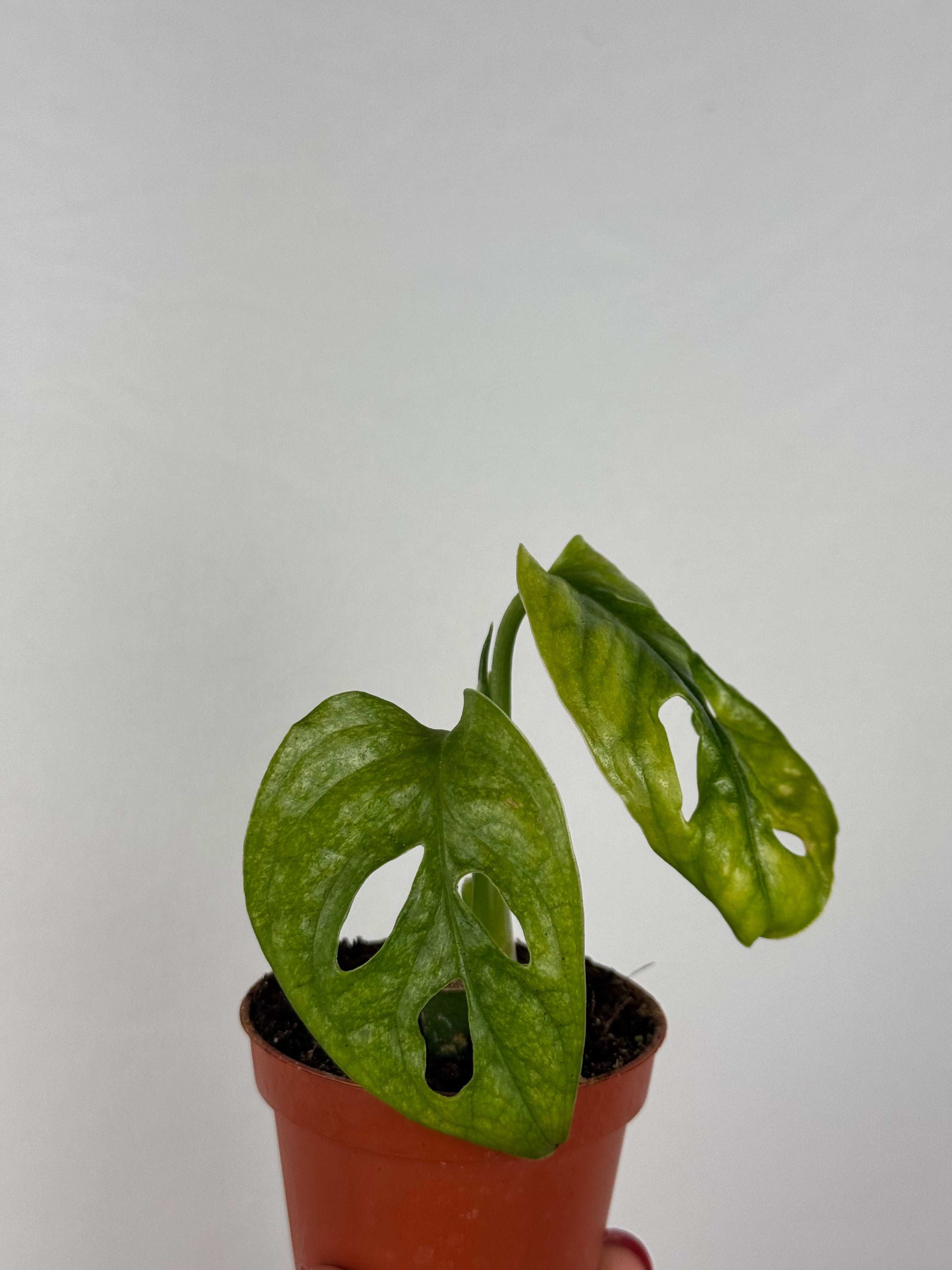 Monstera Adansonii “Mint” | Pina