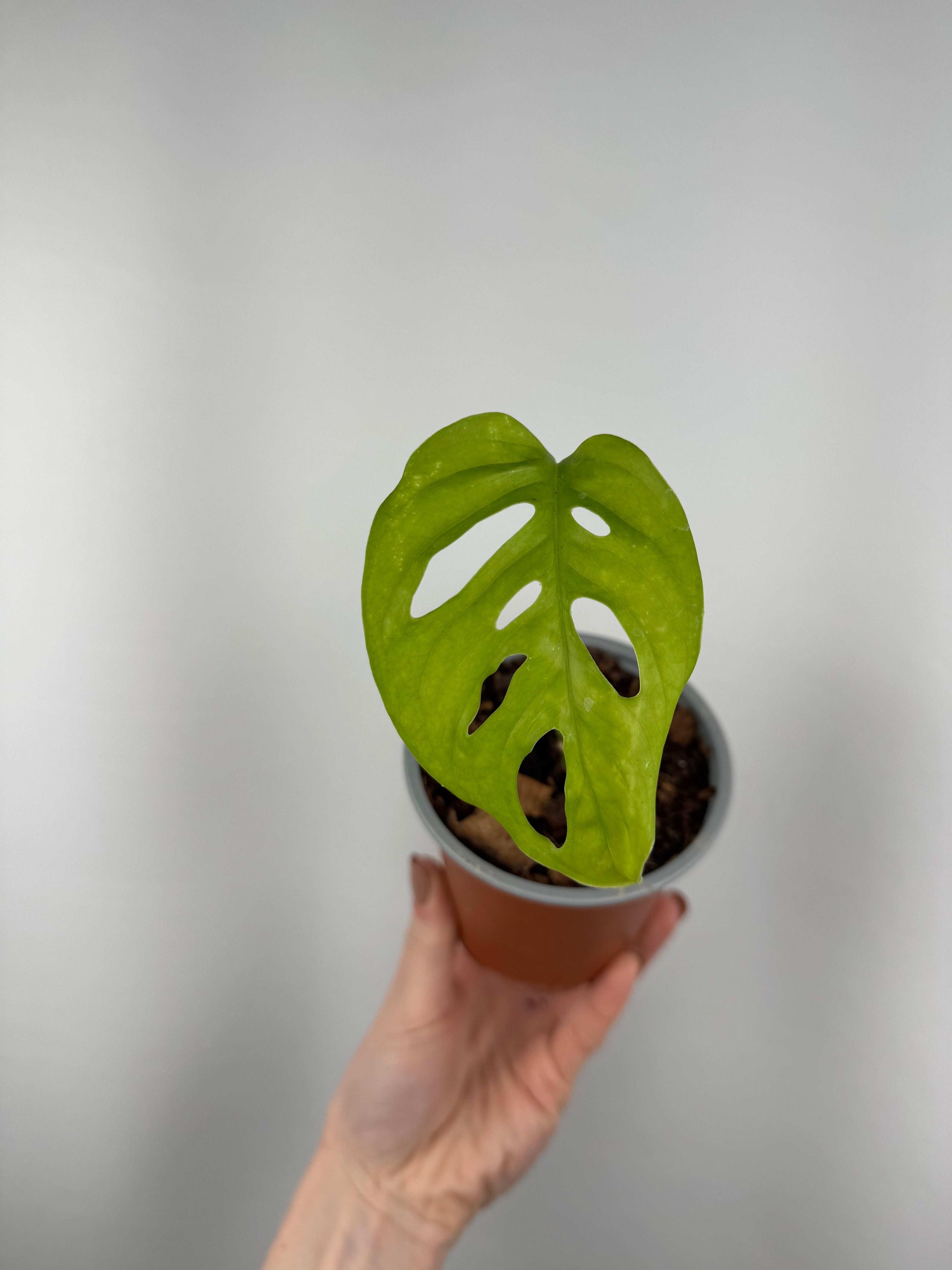 Monstera Adansonii | Chloe