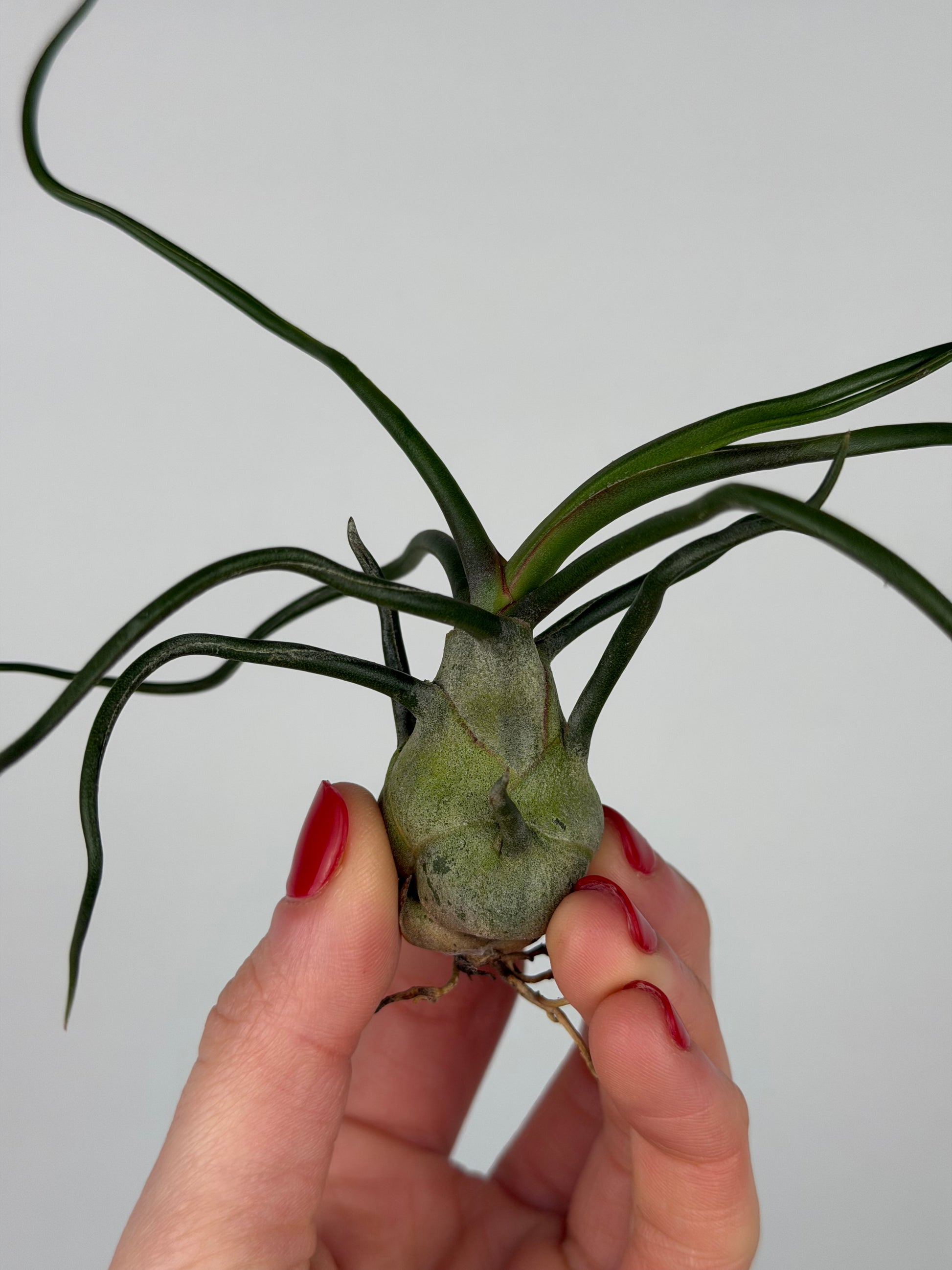 Tillandsia Bulbosa Tillandsia Tropical Corner