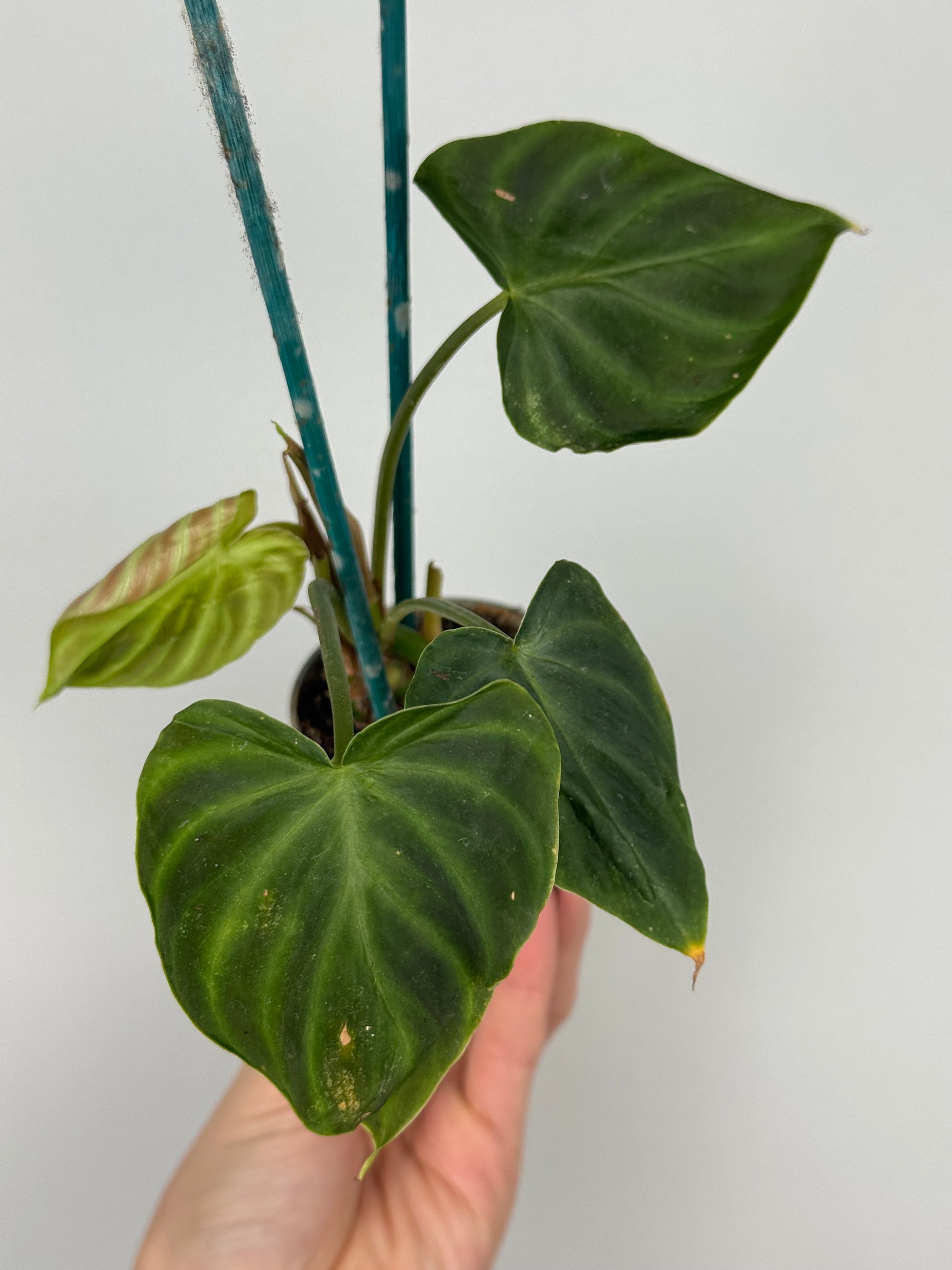 Philodendron El Choco Red | Nilo
