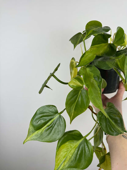 Philodendron Scandens Brasil