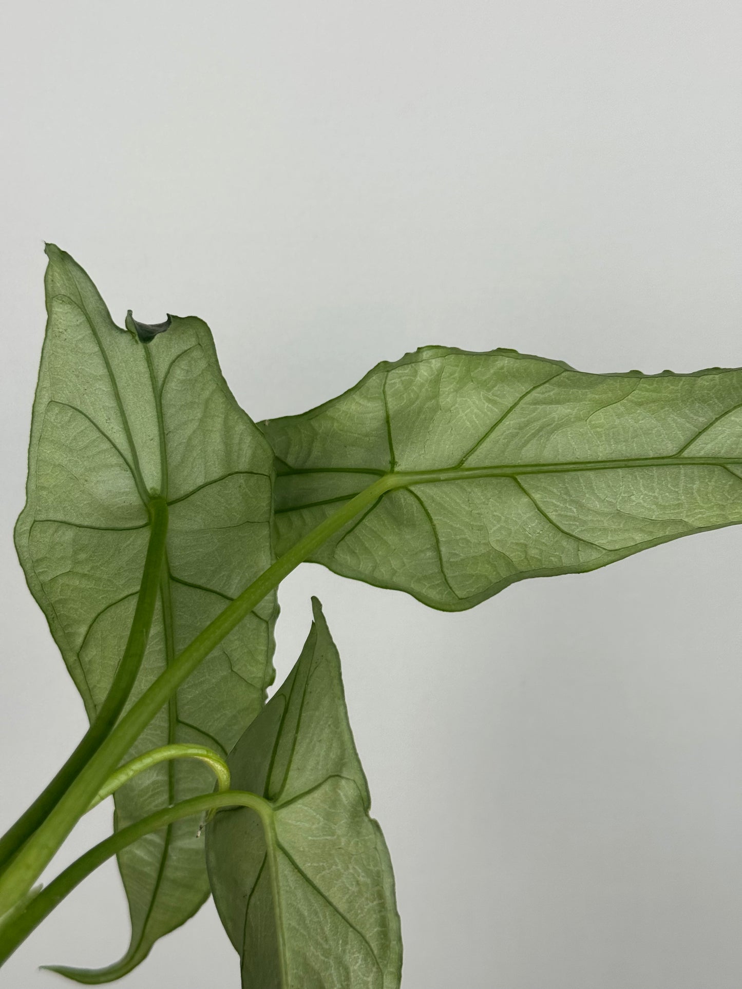 Alocasia heterophylla 'Dragon's Breath'