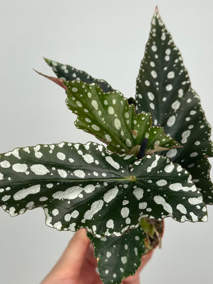 Begonia Maculata “Spotlight Green”