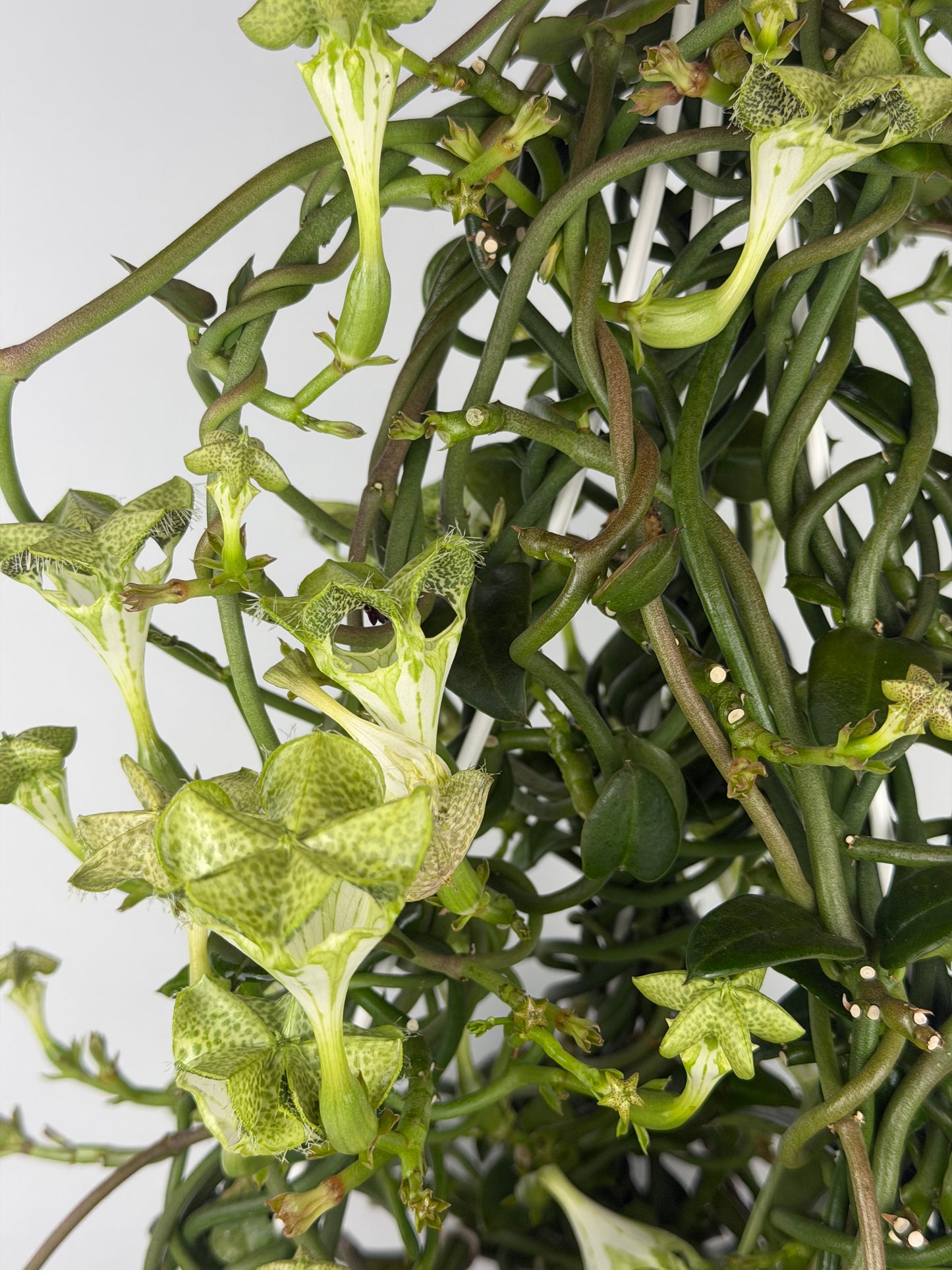 Ceropegia Sandersonii Ceropegia Tropical Corner