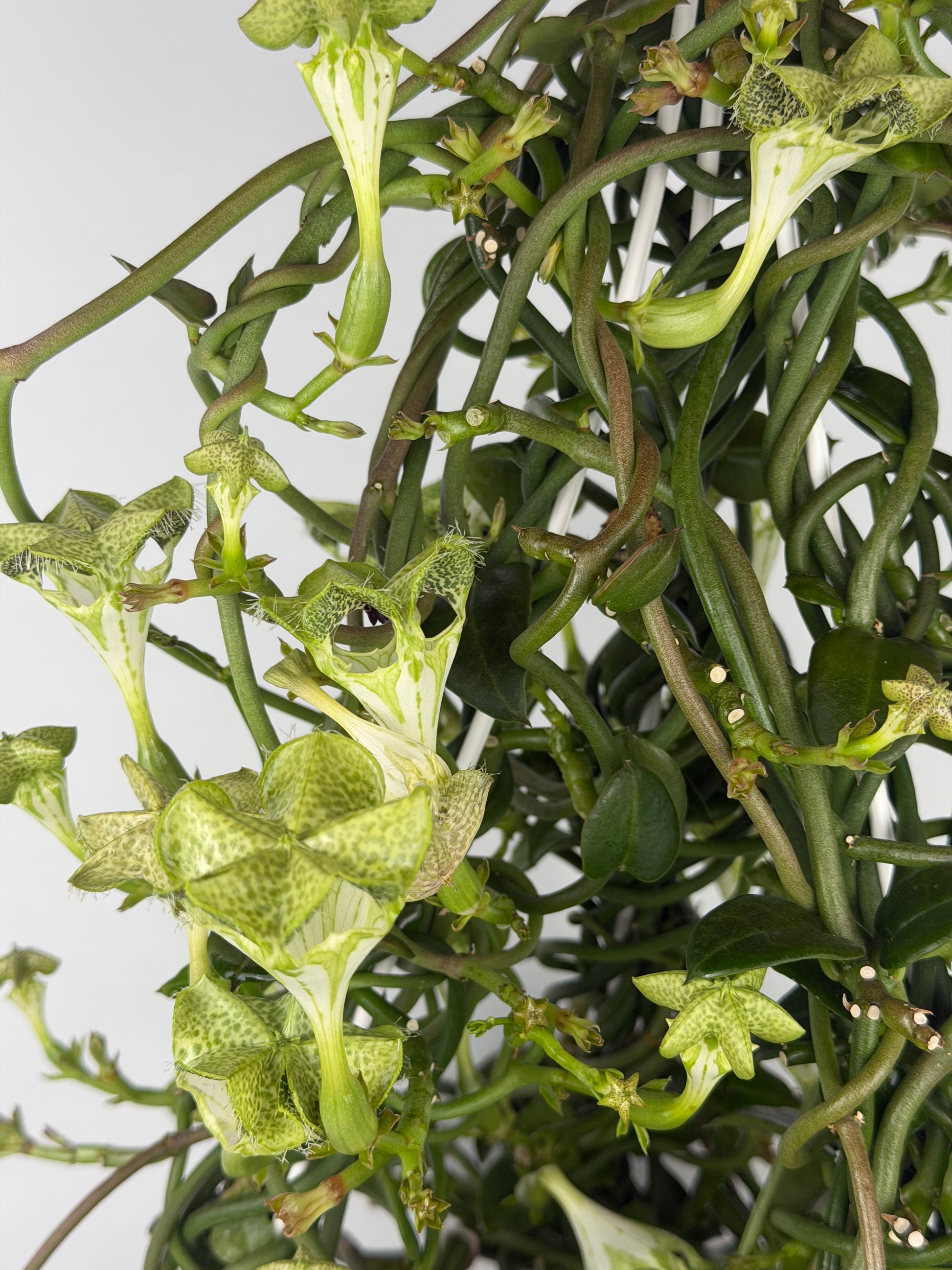 Ceropegia Sandersonii Ceropegia Tropical Corner